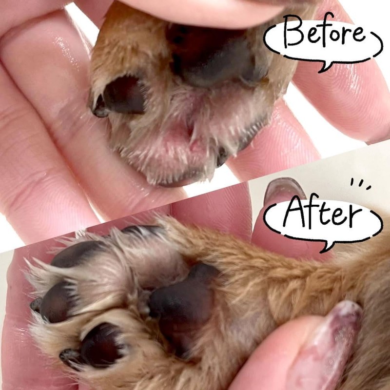 BUDDYPET 肉球 ケア ミスト スプレー （お試し用） 【敏感肌専用化粧品メーカー 開発】犬 猫 ペット用