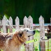 2pcs Dog Grooming Extender Strap, Nylon Grooming Loop Dog Grooming