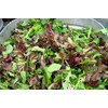 5000 Gourmet Salad Blend Lettuce Seeds - Many Varieties -