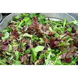 5000 Gourmet Salad Blend Lettuce Seeds - Many Varieties - Non-GMO - Always Fresh Seeds! - Very Healthy
