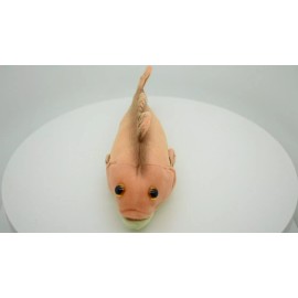 Cabin Critters Plush Red Fish Toy, Red Drum, Realistic Stuffed Animal Fishing Gift 10" F2400