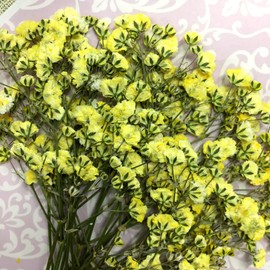 Compact Pressed Flower Gypsophila (Yellow), Small Amounts Will Be Delivered In A Pack! Gypsophila UV Resin Pressed Flower Art Accessories, Welcome Board, Wedding Certificate, Parenting Appreciation