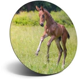 Destination Vinyl ltd Magnet for Refrigerator, Fridge - Cute Playful Foal Horse Pony for Office, Cabinet and Whiteboard, Magnetic Stickers, 3282