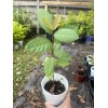 Guava Tree 1 Cup Ruby Red Guava Tree 12-15 "
