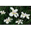 Buy Rare Seeds Dietes iridioides | Cape Iris | 20_Seeds