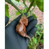 Pepper Fuego Chocolate Primotalii Hot Sauce