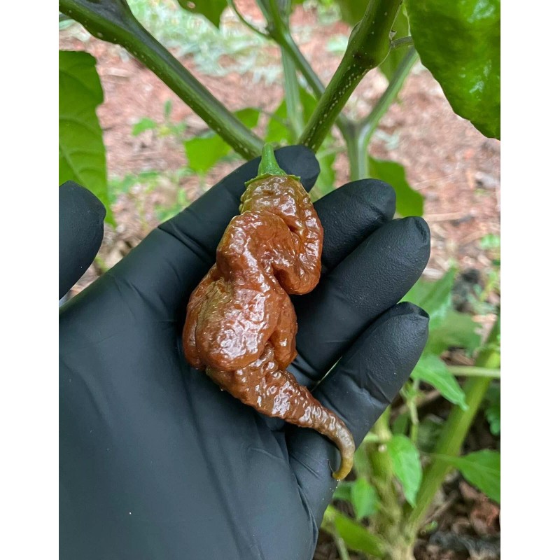 Pepper Fuego Chocolate Primotalii Hot Sauce