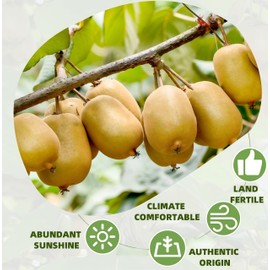 Natural Sun-Dried Kiwi Slices, 7oz (200g) - Unsweetened, Vegan & Non-GMO | Tart-Sweet Tropical Snack | No Added Sugar or Sulfites | Resealable Freshness Lock Box | Perfect for Trail Mix, Yogurt, Baking & Kids' Lunchboxes