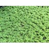 BUY 2 GET 1 FREE Azolla Filiculoides Fairy Moss Live