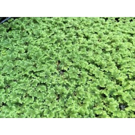 BUY 2 GET 1 FREE Azolla Filiculoides Fairy Moss Live Aquarium Floating Plants ✅