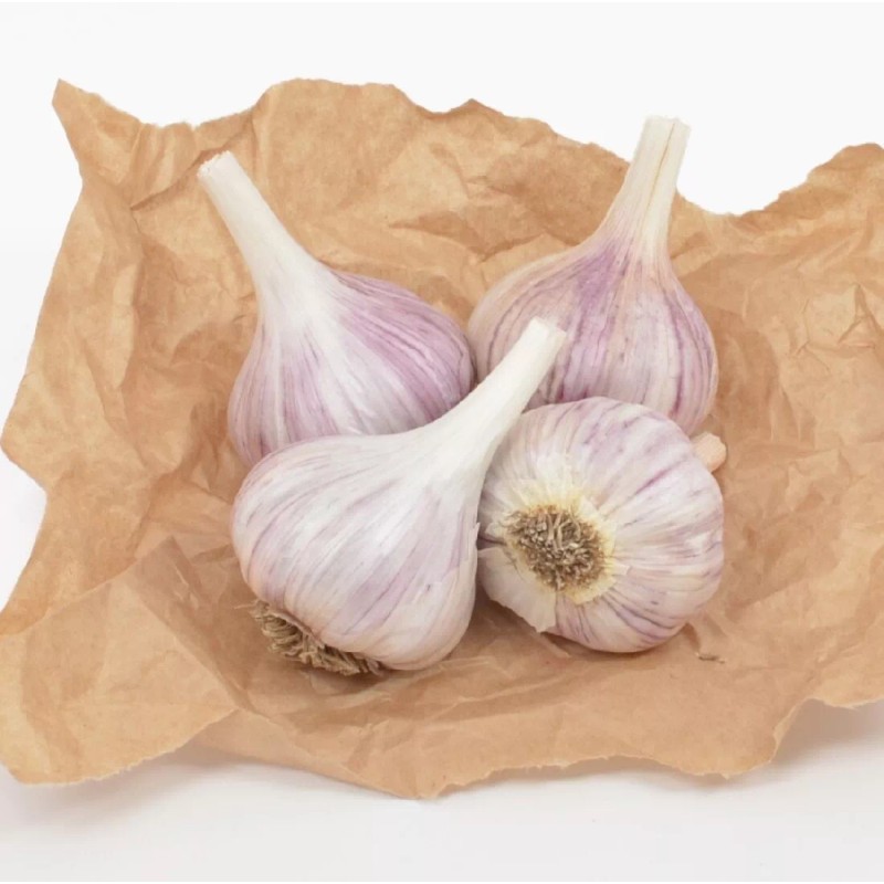 Fresh Peruvian Purple Stripe GARLIC 3 Bulbs Fresh Organic Heirloom