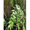 Fresh Neem Leaves, 50-60 leaves, Indian Lilac, Nimba, Nim, Azadirachta