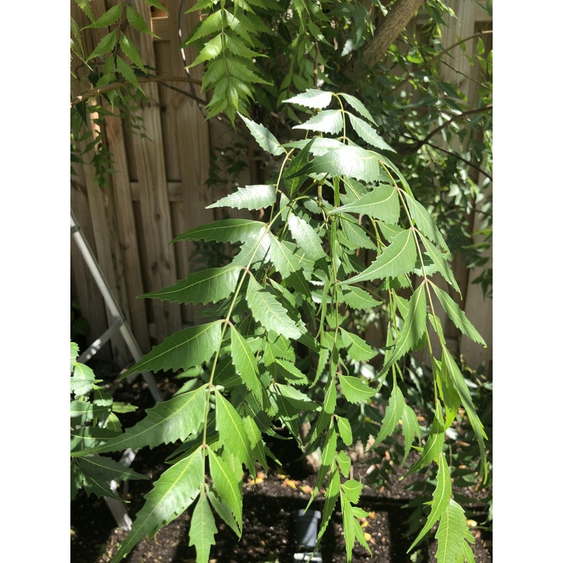 Fresh Neem Leaves, 50-60 leaves, Indian Lilac, Nimba, Nim, Azadirachta