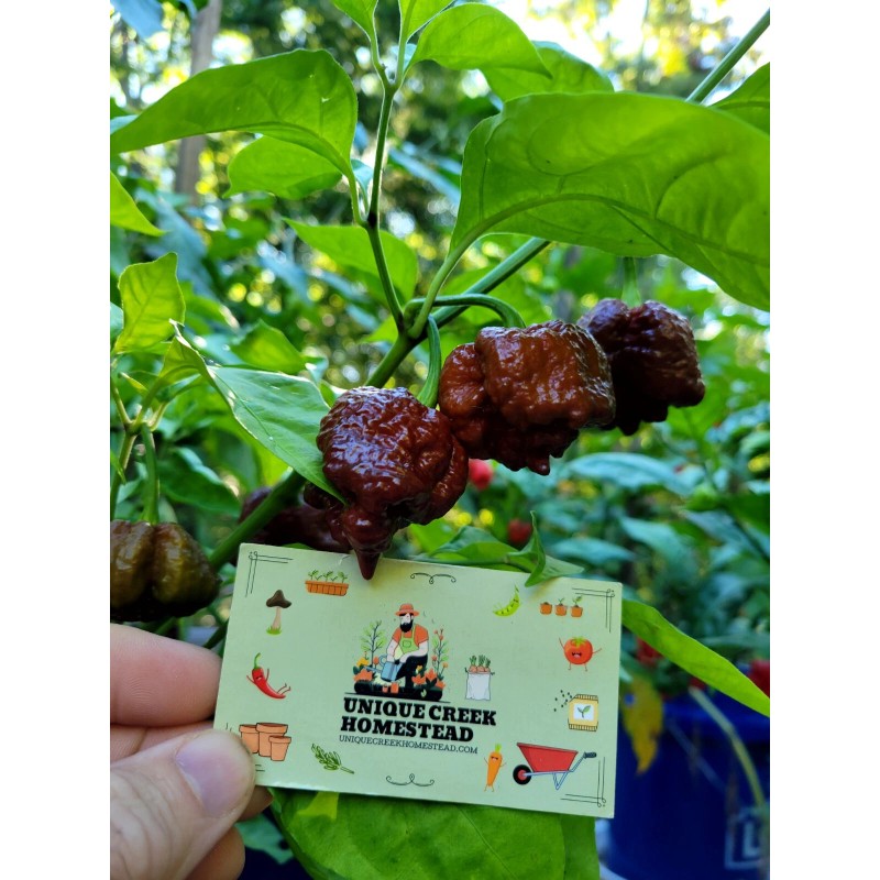 Carolina REAPER Chocolate Fire Pepper Seeds Super Hot 2.2+ Million