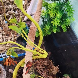 2 Pack 25.6" Hermit Crab Climbing Toys, Hanging Hermit Crab Rope Ladder, Hermit Crab Supplies, Reptile Vines Toys, Reptile Tank Terrarium Accessories, Habitat Decor for Leopard