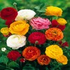 Ranunculus asiaticus Mix - 60 flower bulbs