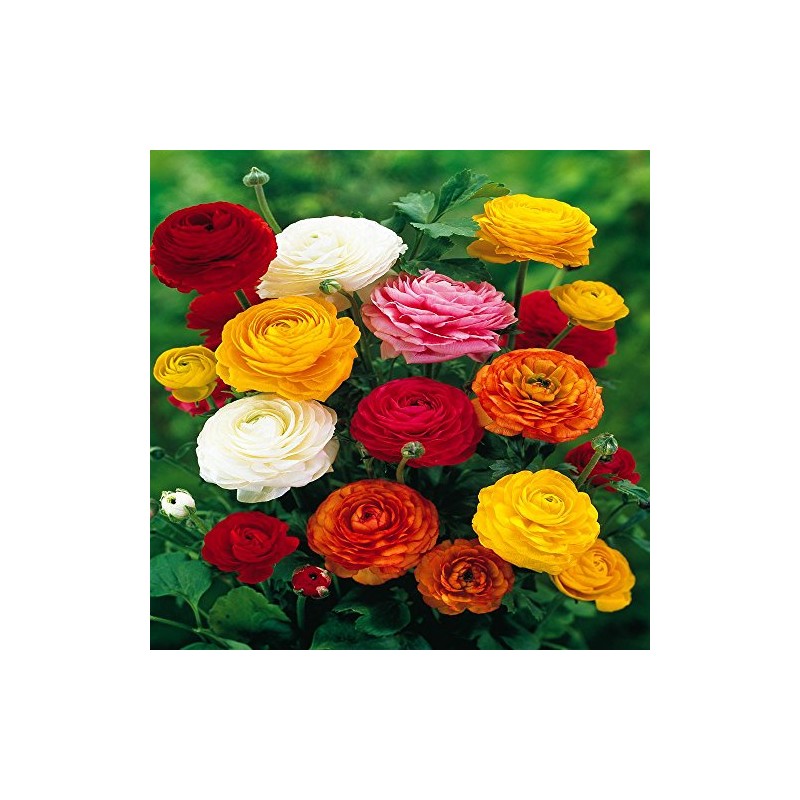 Ranunculus asiaticus Mix - 60 flower bulbs