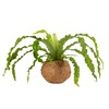 Better-Gro 17” Hanging Kokodama with Birds Nest Fern - Biodegradable,