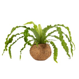 Better-Gro 17” Hanging Kokodama with Birds Nest Fern - Biodegradable, Natural Planter for Indoor/Outdoor Spaces, Sustainable Home Decor Accent