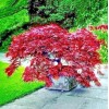 sunshine master Live Japanese Red/Green Maple Bloodgood Tree Well Rooted
