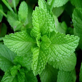 Peppermint Seeds, HERB Seeds Heirloom, Non GMO 100 Peppermint Seeds, Delicious
