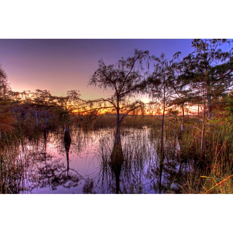 The Jonsteen Company Pond Cypress | Medium Tree Seedling |