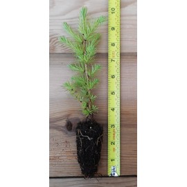 Scenic Hill Farm 10 Japanese Larch (Larix kaempferi) - Bonsai or Landscape 5 - 10 Inches Tall
