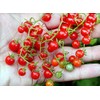 20+ Worlds Smallest Spoon Currant Tomato Seeds, Early, Heirloom Non-GMO,