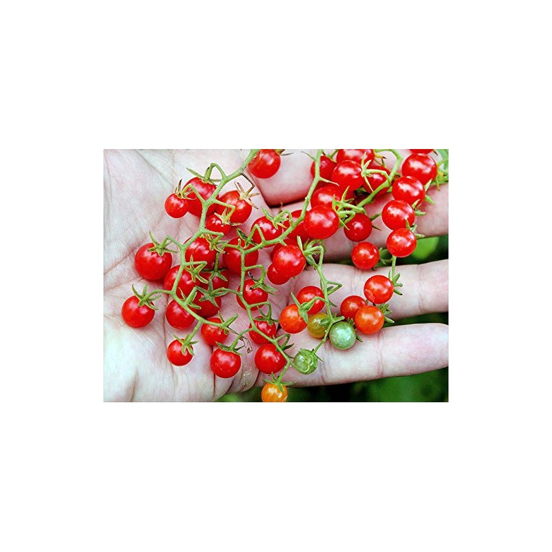 20+ Worlds Smallest Spoon Currant Tomato Seeds, Early, Heirloom Non-GMO,