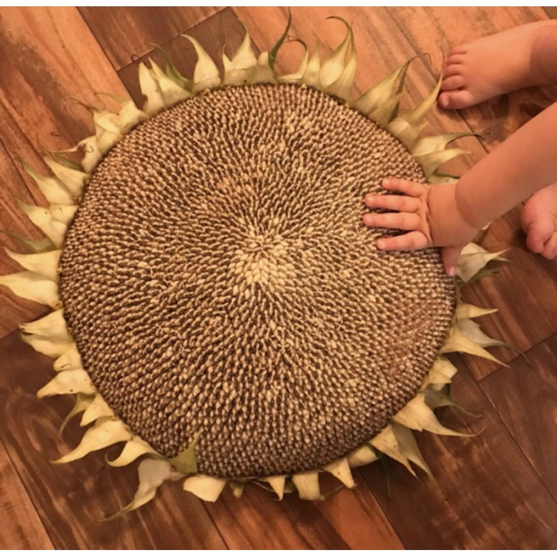 Aspetuck Growers MAMMOTH GREY STRIPE - MASSIVE SUNFLOWER - TALL