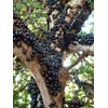 HOPE'S GARDEN Brazilian Grape Tree~~Jabotica