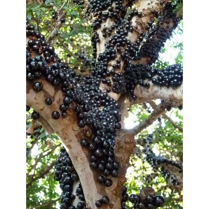 HOPE'S GARDEN Brazilian Grape Tree~~Jabotica