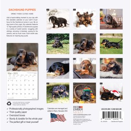 RED EMBER Select - Dachshund Puppies 2025 Wall Calendar 12 Month | 12" x 24" Open | Thick & Sturdy Paper | Giftable | Calendar 2025