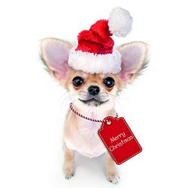 Me to You Up Close 3D Greeting Card Merry Christmas Chihuahua Dog Santa Hat & Tag
