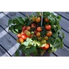 Birdie Rouge Red Micro Dwarf Patio Cherry Tomato Premium Seeds