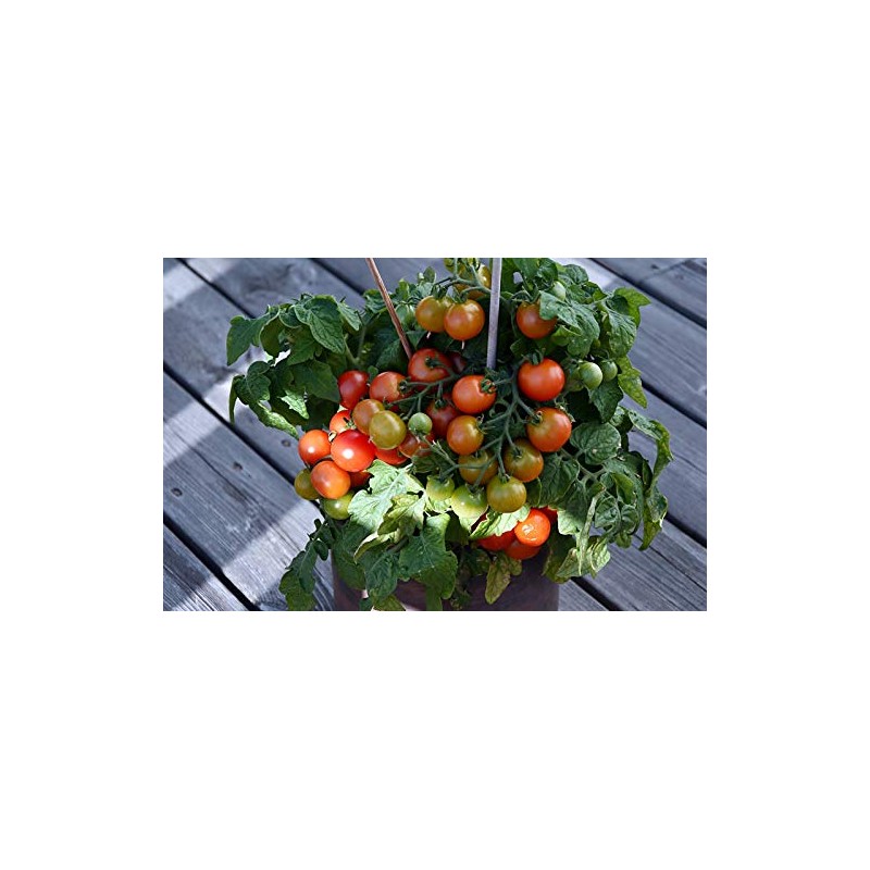 Birdie Rouge Red Micro Dwarf Patio Cherry Tomato Premium Seeds