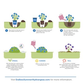 Premier Plant Solutions 21376 Summer Crush Hydrangea Macrophylla Flowering Shrub 3 Gallon Red