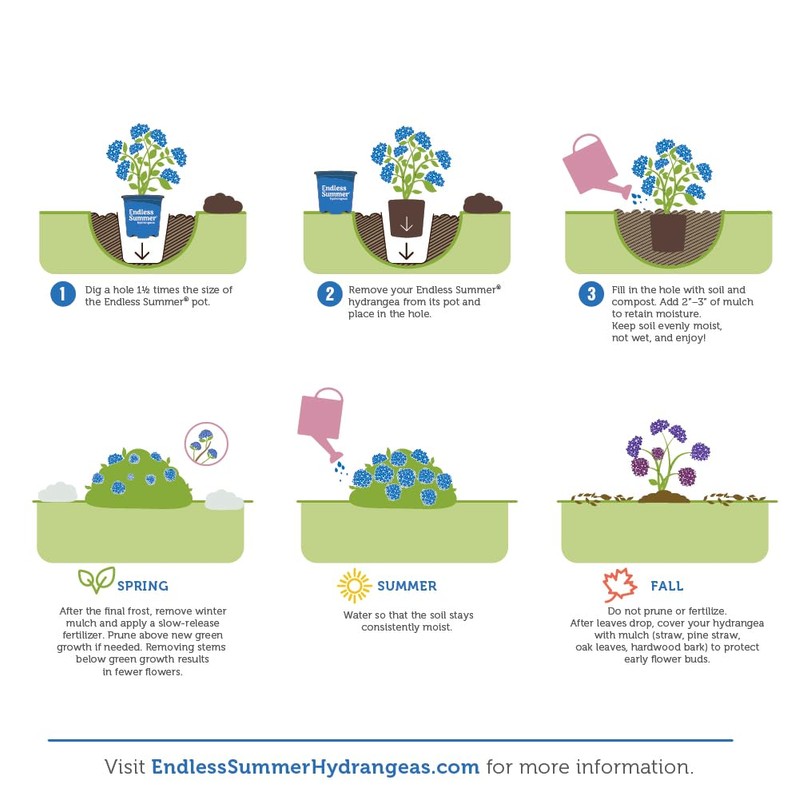 Premier Plant Solutions 21376 Summer Crush Hydrangea Macrophylla Flowering Shrub