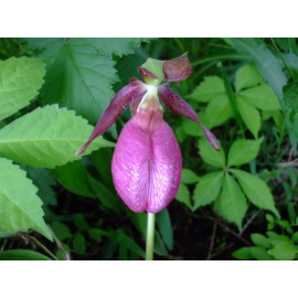 Lakeside Seeds Cypripedium acaule (Pink Lady Slipper) orchid seed packet, perennial, Z 3-9