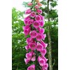 22Day Seeds: Seeds Mullein Foxglove/Spanish Digitalis thapsi/Annual Flowers