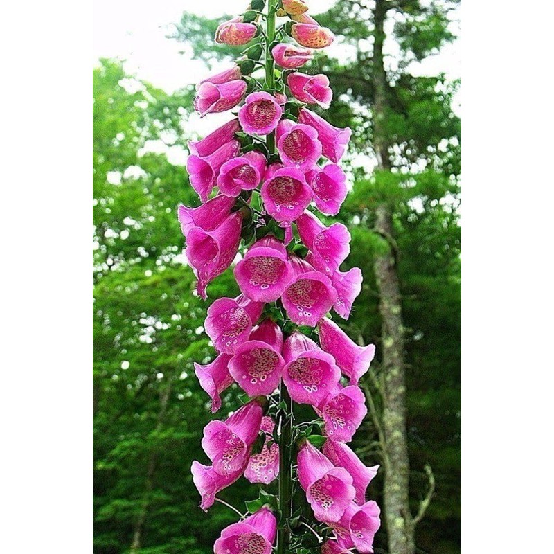 22Day Seeds: Seeds Mullein Foxglove/Spanish Digitalis thapsi/Annual Flowers