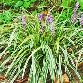 Variegated Liriope | 3 Large Trade Gallon Size Plants I Liriope Muscari Variegata I Live Striking Evergreen Perennial with Colorful Foliage, Ideal for Borders