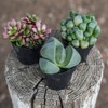 Altman Plants, Mimicry Succulents Plants Live Mini Succulents (4 Pack),