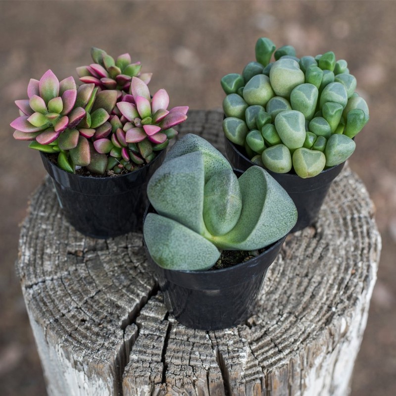 Altman Plants, Mimicry Succulents Plants Live Mini Succulents (4 Pack),