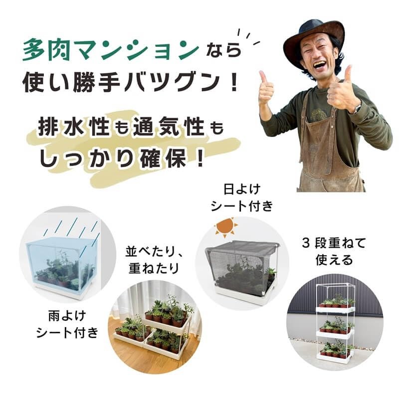 daim Succulent Mansion Black Kamen-kun Succulent Plants