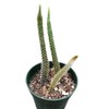 Live Cactus Plants Discocactus Flagelliformis-Rat Tail (Pictured in a 4"