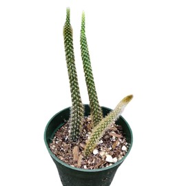 Live Cactus Plants Discocactus Flagelliformis-Rat Tail (Pictured in a 4" Pot)