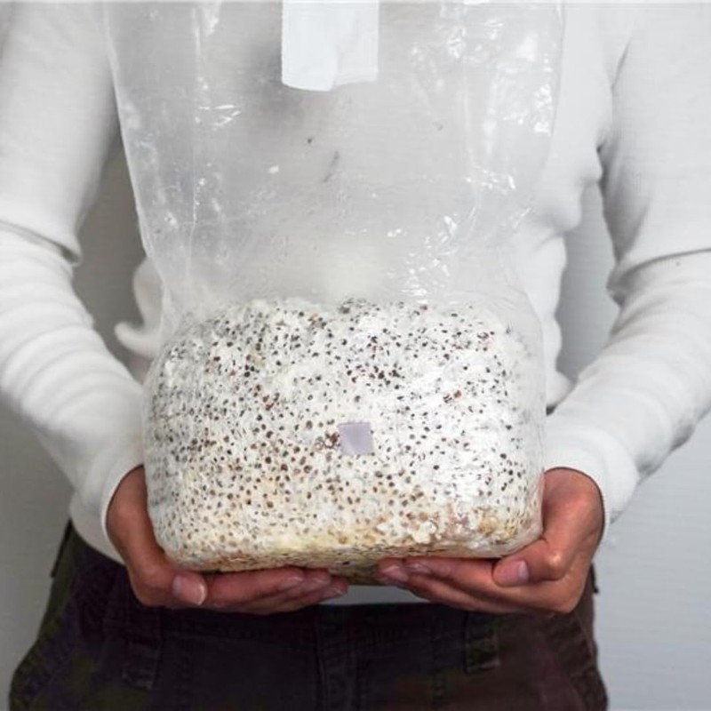Mycelium 5 lb Milo Grain Spawn for Mushroom Cultivation |