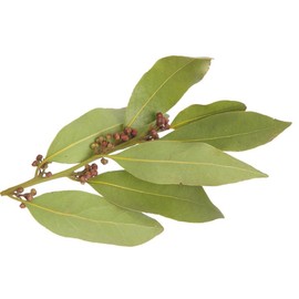 Bay Laurel Leaf - Laurus nobilis Loose Leaf C/S from Nature Tea (2 oz)
