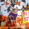 Xuniea 4-Piece Halloween Cat Surgery Recovery Suit - Wound Surgical